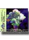 Sword of Mana Premium Soundtrack [2 Music CD]
